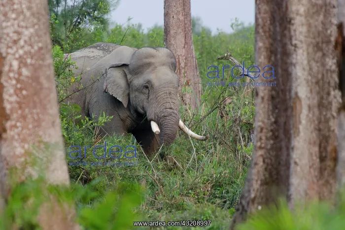  : Asian or Asiatic elephant (Elephas maximus) in the