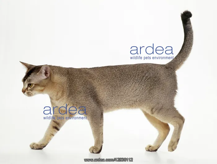 : Asian Black Ticked Tabby Cat : Asian Black Ticked Tabby Cat