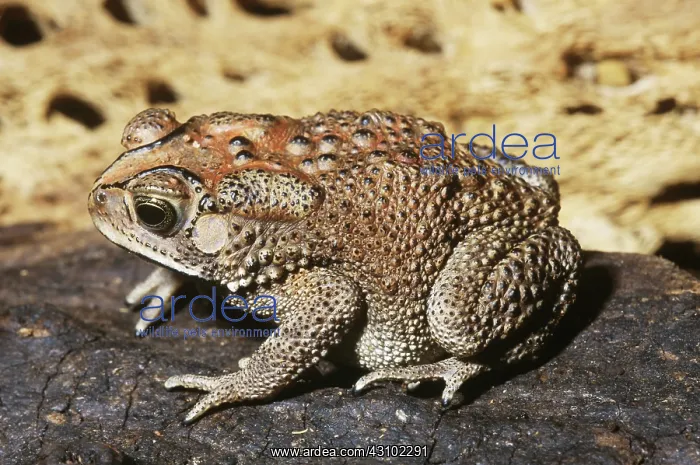 : Asian Black Toad (Bufo melanisticus) : Asian Black Toad (Bufo melanisticus)