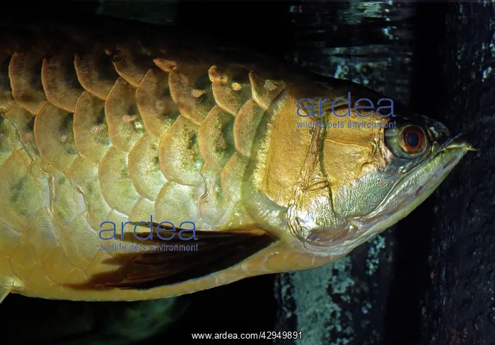: Asian Bonytongue / Asian Arawana - blackwater streams : Asian Bonytongue / Asian Arawana - blackwater streams