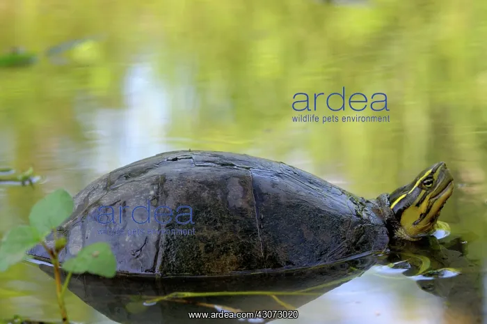 : Asian Box Turtle : Asian Box Turtle