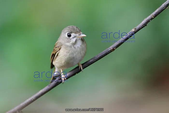 : Asian Brown Flycatcher (Muscicapa dauurica) adult : Asian Brown Flycatcher (Muscicapa dauurica) adult