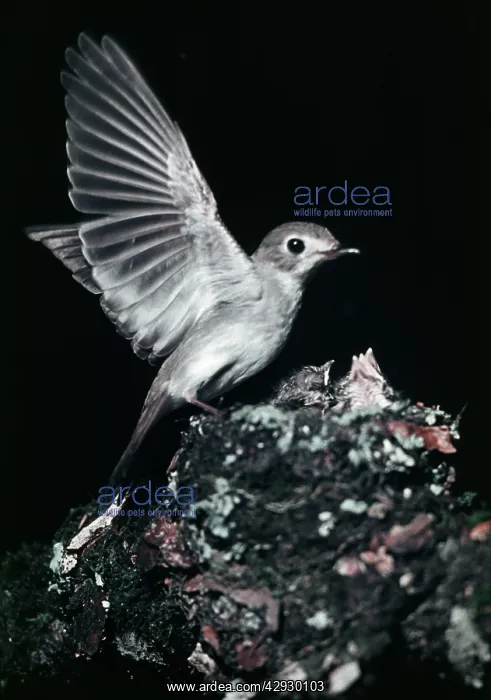 : Asian Brown Flycatcher - photogaraphed in Russia : Asian Brown Flycatcher - photogaraphed in Russia
