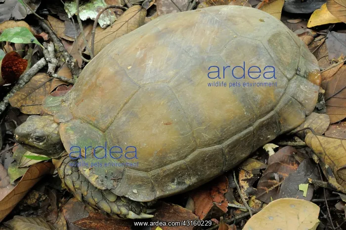 : Asian Brown Tortoise : Asian Brown Tortoise
