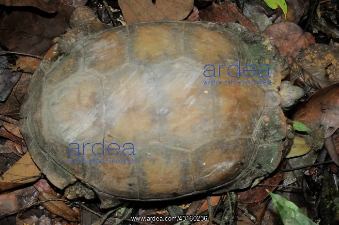 : Asian Brown Tortoise : Asian Brown Tortoise