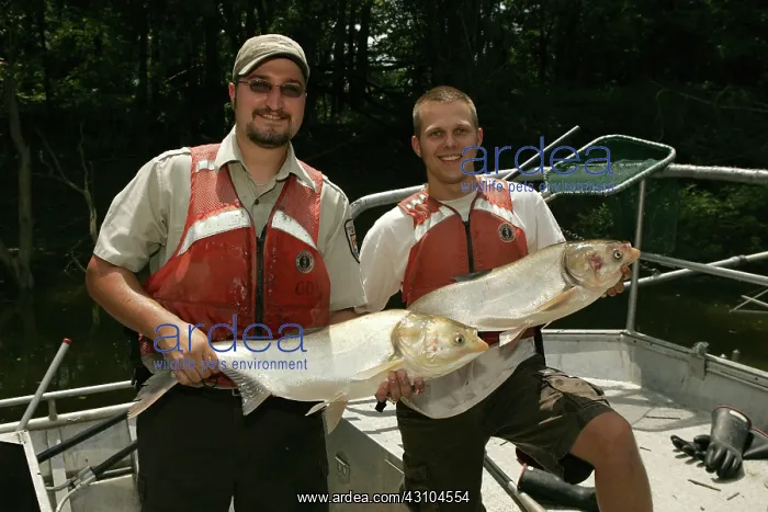 : Asian Carp : Asian Carp