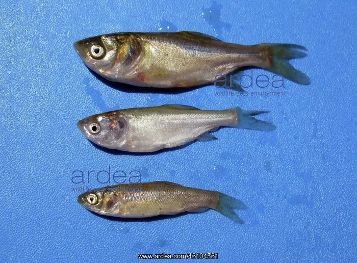 : Asian Carp Species : Asian Carp Species