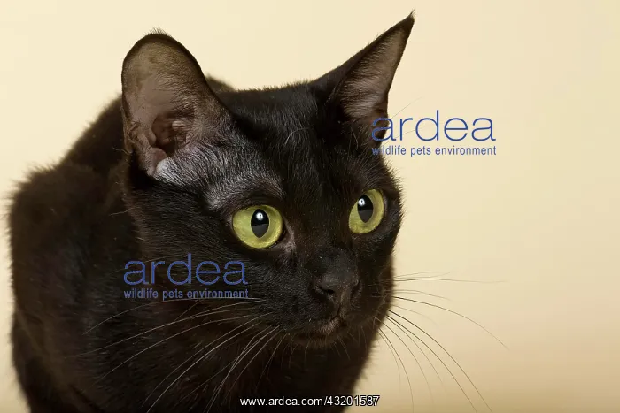 : Asian Cat, 2 years, colour Black Bombay Asian Katze : Asian Cat, 2 years, colour Black Bombay Asian Katze