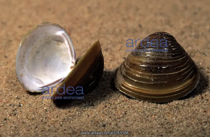 : Asian Clam (Corbicula fluminea) shells on the b : Asian Clam (Corbicula fluminea) shells on the b