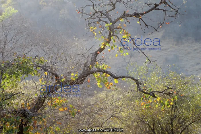 : Asian Dry Forest in autumn with unidentified tree : Asian Dry Forest in autumn with unidentified tree