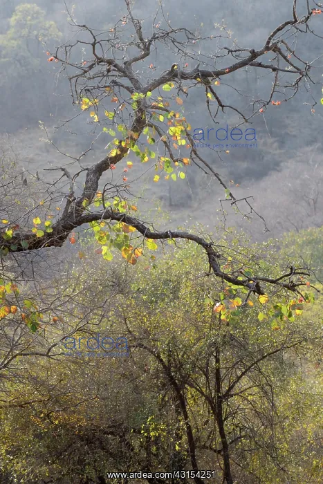 : Asian Dry Forest in autumn with unidentified tree : Asian Dry Forest in autumn with unidentified tree