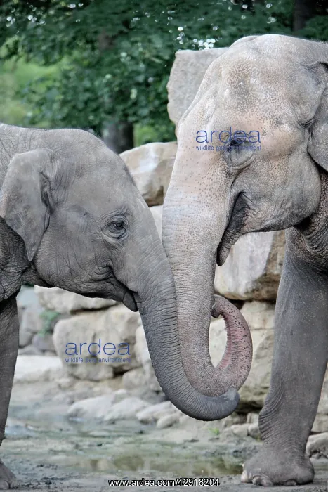 : Asian Elephant - 2 animals with trunks entwined : Asian Elephant - 2 animals with trunks entwined