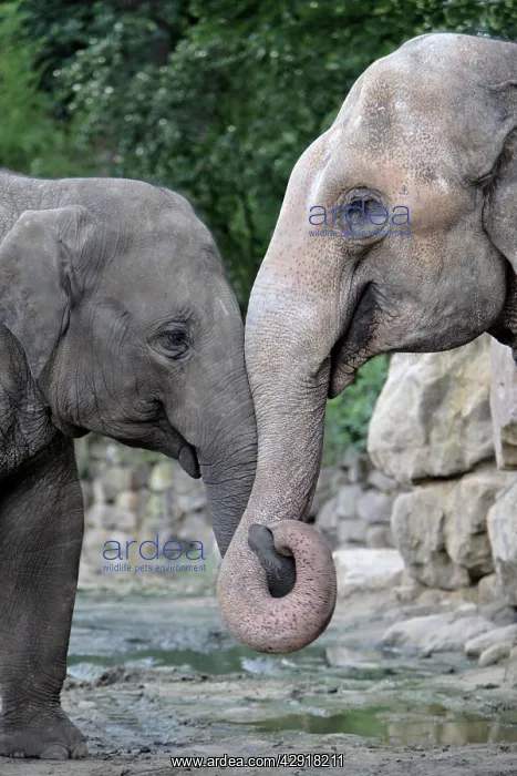 : Asian Elephant - 2 animals with trunks entwined : Asian Elephant - 2 animals with trunks entwined