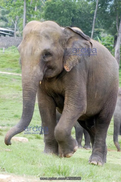 : Asian Elephant : Asian Elephant