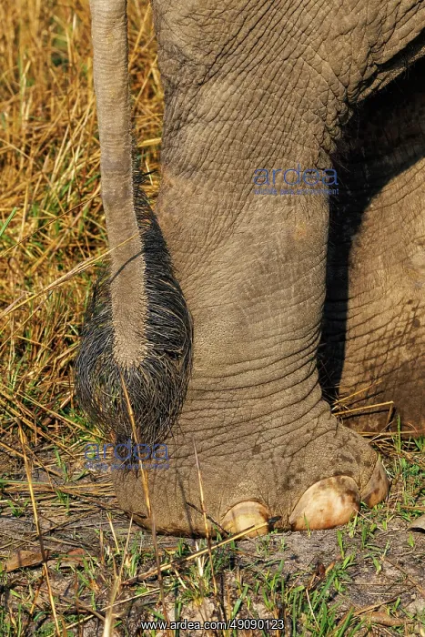 : Asian elephant : Asian elephant