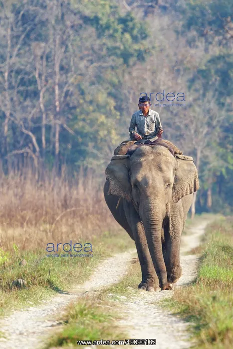  : Asian elephant