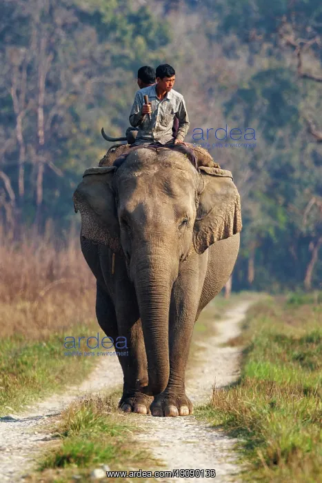 : Asian elephant : Asian elephant