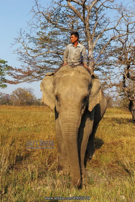 : Asian elephant : Asian elephant