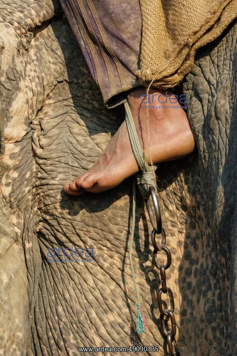  : Asian elephant