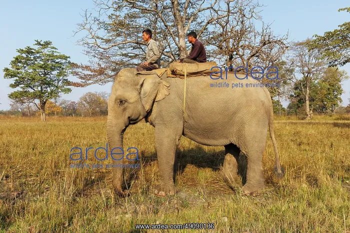 : Asian elephant : Asian elephant