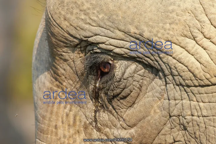 : Asian elephant : Asian elephant
