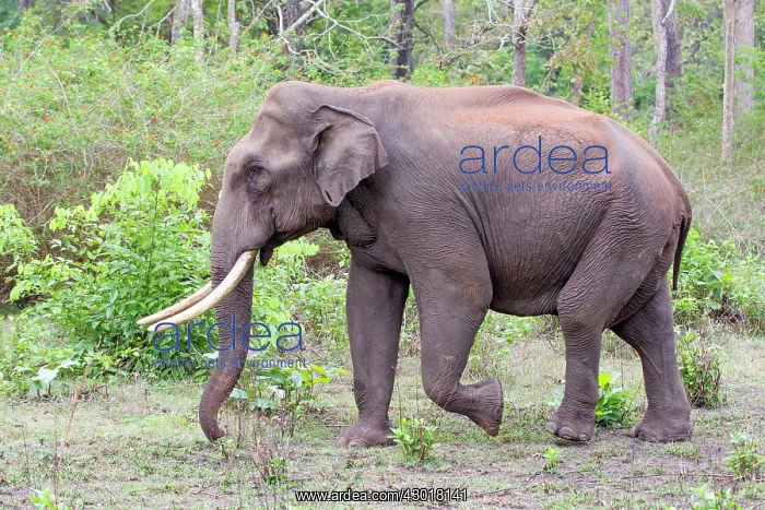 : Asian Elephant / Asiatic Elephant : Asian Elephant / Asiatic Elephant