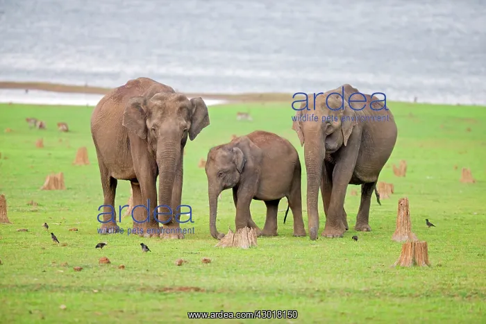 : Asian Elephant / Asiatic Elephant : Asian Elephant / Asiatic Elephant