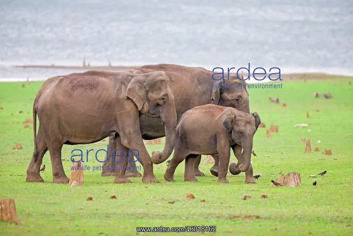 : Asian Elephant / Asiatic Elephant : Asian Elephant / Asiatic Elephant