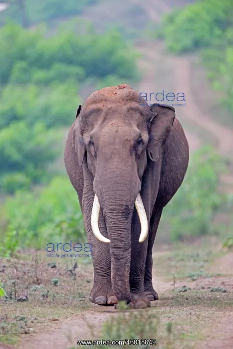 : Asian Elephant / Asiatic Elephant : Asian Elephant / Asiatic Elephant