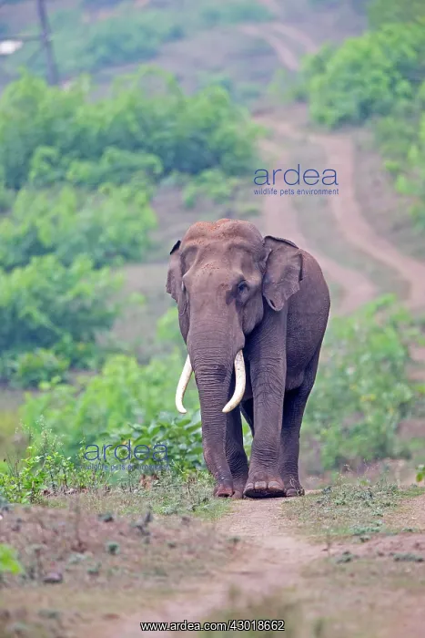 : Asian Elephant / Asiatic Elephant : Asian Elephant / Asiatic Elephant