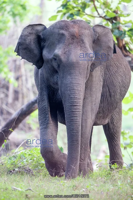 : Asian Elephant / Asiatic Elephant : Asian Elephant / Asiatic Elephant
