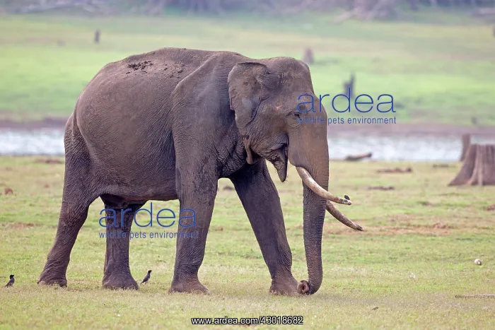 : Asian Elephant / Asiatic Elephant : Asian Elephant / Asiatic Elephant