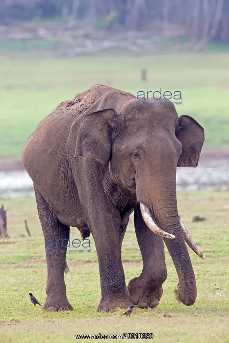: Asian Elephant / Asiatic Elephant : Asian Elephant / Asiatic Elephant