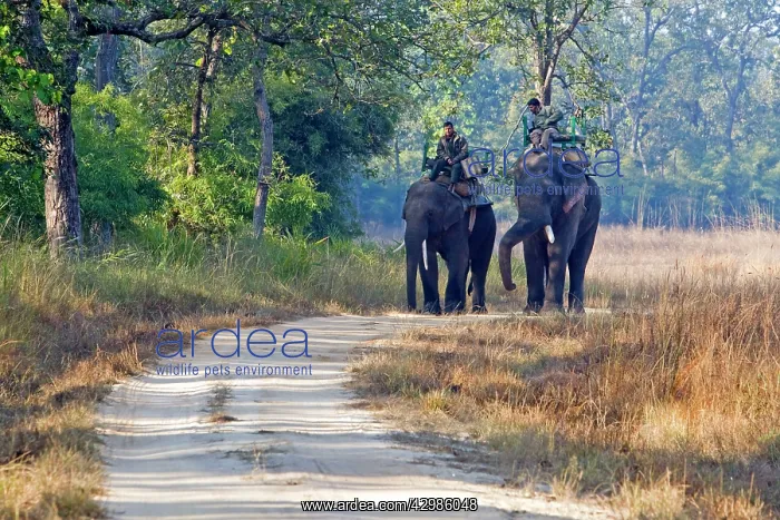 : Asian Elephant - carrying wardens of the park looking : Asian Elephant - carrying wardens of the park looking
