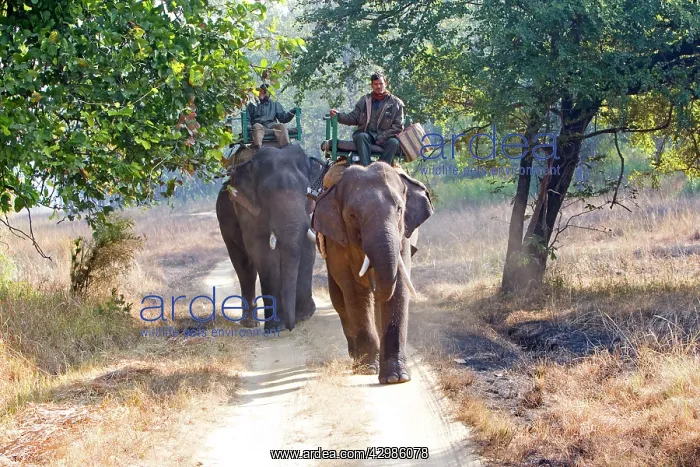 : Asian Elephant - carrying wardens of the park looking : Asian Elephant - carrying wardens of the park looking