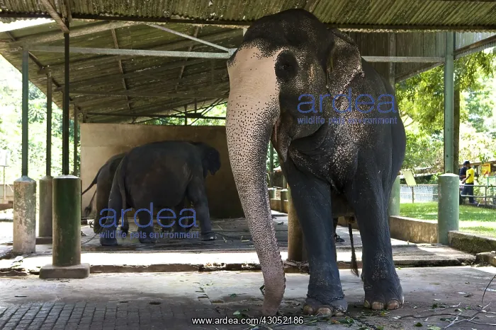 : Asian Elephant domestic depigmenting Sri Lanka : Asian Elephant domestic depigmenting Sri Lanka