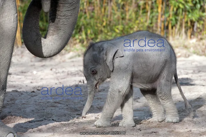 : Asian elephant (Elephas maximus), female baby elephant : Asian elephant (Elephas maximus), female baby elephant