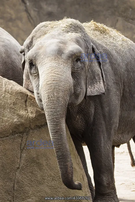 : Asian elephant (Elephas maximus) : Asian elephant (Elephas maximus)
