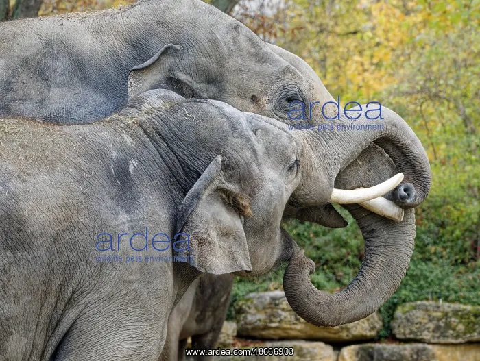 : Asian elephant (Elephas maximus), male, bull elephant, in a : Asian elephant (Elephas maximus), male, bull elephant, in a