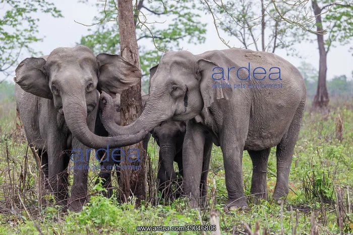 : Asian elephant (Elephas maximus) : Asian elephant (Elephas maximus)
