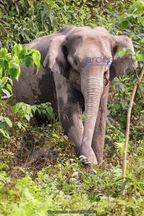 : Asian elephant (Elephas maximus) : Asian elephant (Elephas maximus)