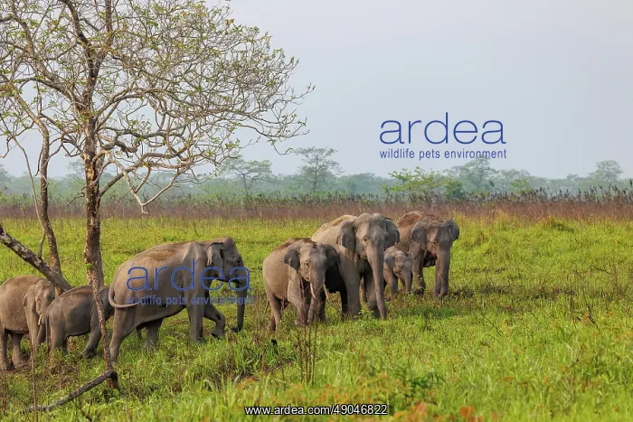 : Asian elephant (Elephas maximus) : Asian elephant (Elephas maximus)