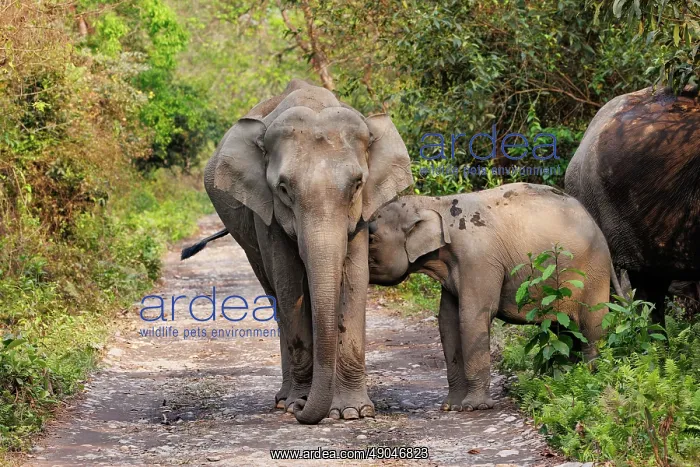 : Asian elephant (Elephas maximus) : Asian elephant (Elephas maximus)