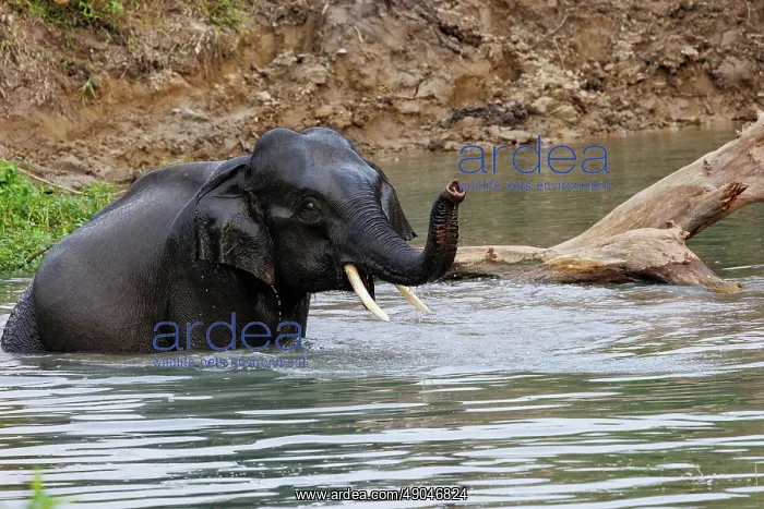 : Asian elephant (Elephas maximus) : Asian elephant (Elephas maximus)