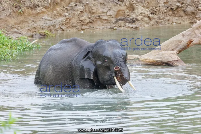 : Asian elephant (Elephas maximus) : Asian elephant (Elephas maximus)