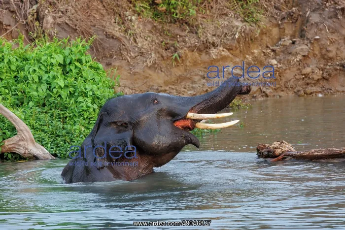 : Asian elephant (Elephas maximus) : Asian elephant (Elephas maximus)