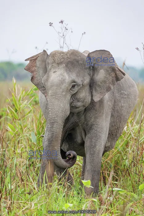 : Asian elephant (Elephas maximus) : Asian elephant (Elephas maximus)