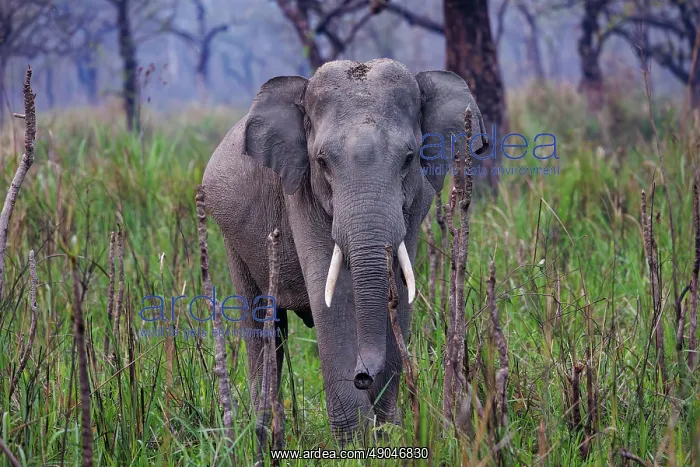 : Asian elephant (Elephas maximus) : Asian elephant (Elephas maximus)