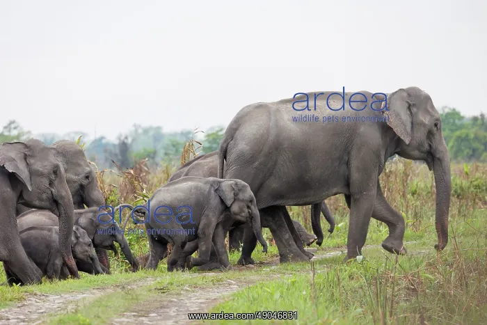 : Asian elephant (Elephas maximus) : Asian elephant (Elephas maximus)