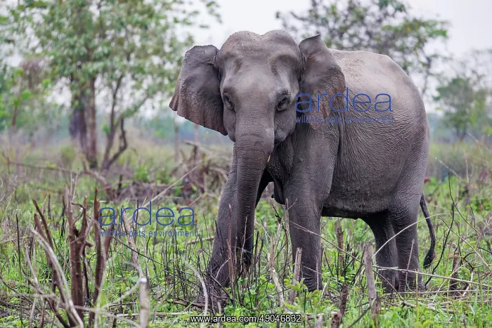 : Asian elephant (Elephas maximus) : Asian elephant (Elephas maximus)